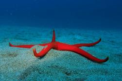 Lanzarote Dive Centre - Canary Islands. Starfish.